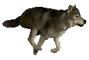 zz_alpha_wolf