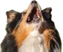 DoggoScream