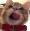 meowi_yum