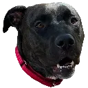 GoodDog