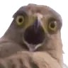 ShockedBirb