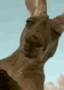 jyustaring