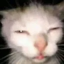 a_cat