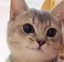 catsmug