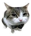 catcropped