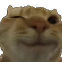 cat_wink cat_wink