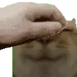 swagpet swagpet