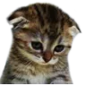 sadcat Discord Emoji