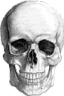 skull