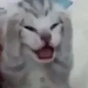 arghhh_cat