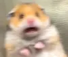 scaredhamster