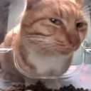 catstare Discord Emoji