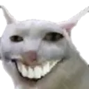 cat cat