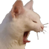 LadyPrippit Discord emoji