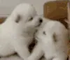 KissaHomie