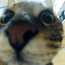 Catjump catjump Discord Emoji