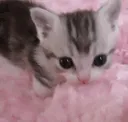 Emy