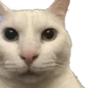 CannyCat