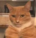 gigachad_cat