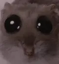 hamster