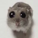 Stare_Stare