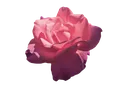 AestheticFlowerPNGClipart Discord Emoji