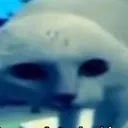 Gatotenebrososinorejasmirandotef