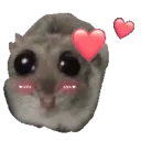 hampter_love