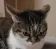 madcat