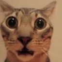 bro
