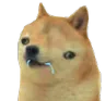DogeDumb