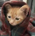 cozy