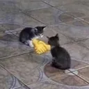 8f1237306ce2de703a81659c1eeb16a5