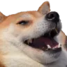 KEKDog