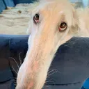 Whythelongface