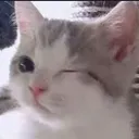 winkcat