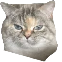 Toast