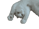 hewwo