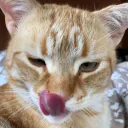 duke_cat Discord Emoji