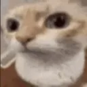 hehhcat