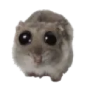 sadgehamster