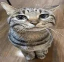 Cat_Smug