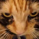 peepglare peepglare