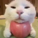 cat_apple