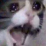 nooo_cat