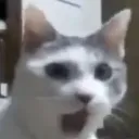 KotPog2
