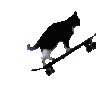 cat_skater Discord Emoji