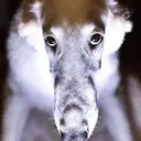 DeathStare