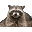 Hehe