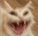 THH_catscream